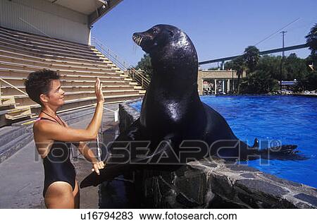 Stock Image - Trainer and Sea Lion, Magic Mountain, Los Angeles, CA. Fotosearch