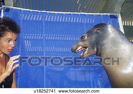 Stock Image - Trainer and Sea Lion, Magic Mountain, Los Angeles, CA. Fotosearch