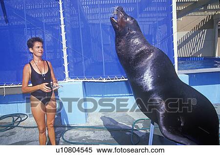 Stock Photography - Trainer and Sea Lion, Magic Mountain, Los Angeles, CA. Fotosearch