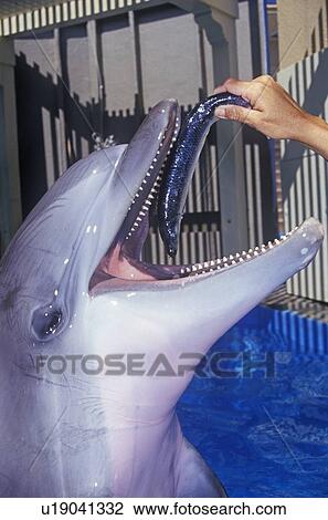 Stock Image - Trainer feeding dolphin, Magic Mountain, Los Angeles, CA. Fotosearch