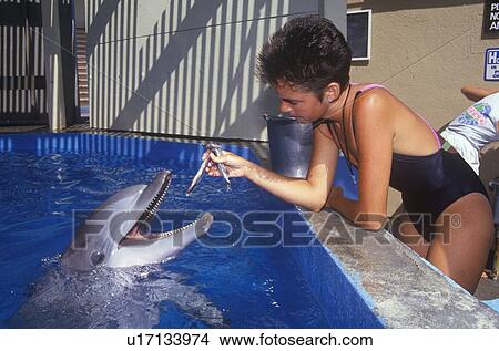 Trainer feeding dolphin View Large Photo Image Picture - Trainer feeding dolphin. Fotosearch