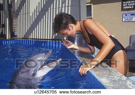 Stock Photography - Training dolphin, Magic Mountain, CA. Fotosearch