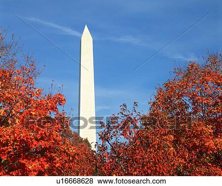 Tree tops with autumn leaves and Washington Monument, Washington D. C. View Large Photo Image Stock Photo - Tree tops with autumn leaves and Washington Monument, Washington D. C. . Fotosearch