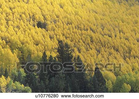 Trees in Autumn, Aspen, Colorado View Large Photo Image Stock Image - Trees in Autumn, Aspen, Colorado. Fotosearch