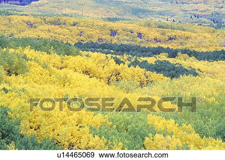 Trees in Autumn View Large Photo Image Stock Photo - Trees in Autumn. Fotosearch