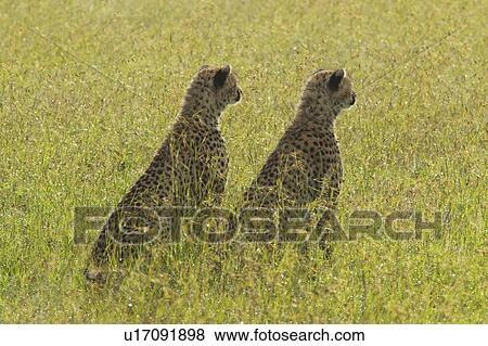 Stock Photo - Two Cheetahs. Fotosearch