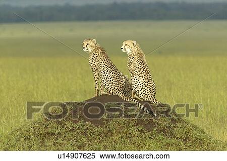 Stock Photography - Two Cheetahs. Fotosearch