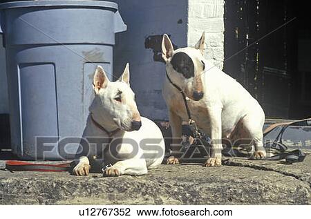 Stock Image - Two English Bull Terriers. Fotosearch