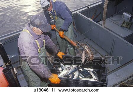 Two fishermen with catch of mackerel View Large Photo Image Stock Image - Two fishermen with catch of mackerel. Fotosearch