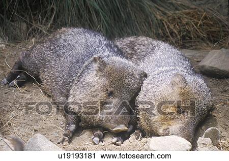 Stock Image - Two javelinas lying together in hay. Fotosearch