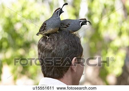 Stock Image - Two quail sitting on head of a male. Fotosearch