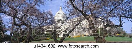 US Capitol building and cherry blossoms, Washington DC View Large Photo Image Stock Image - US Capitol building and cherry blossoms, Washington DC. Fotosearch