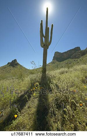 View towards sun of a saguaro cactus View Large Photo Image Stock Image - View towards sun of a saguaro cactus. Fotosearch