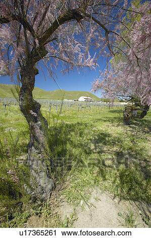 Vineyard and old barn with colorful flowers View Large Photo Image Stock Image - Vineyard and old barn with colorful flowers. Fotosearch