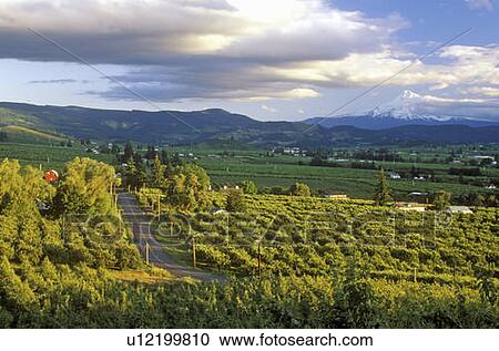 Vista of Hood River Valley with Mt. Hood, OR View Large Photo Image Stock Image - Vista of Hood River Valley with Mt. Hood, OR. Fotosearch
