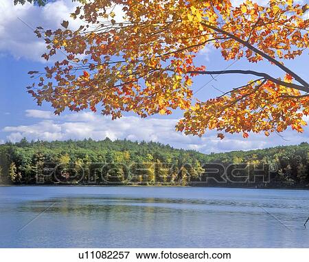 Stock Photo - Walden Pond, Massachusetts. Fotosearch