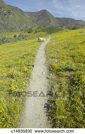Stock Image - Walking path through spring flowers. Fotosearch