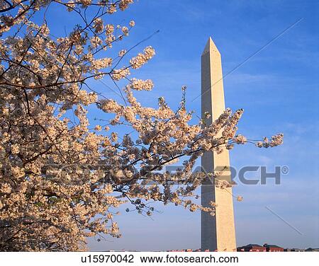 Stock Image - Washington Monument with cherry blossoms in the spring, Washington D. C.. Fotosearch