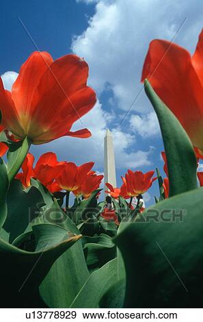 Washington Monument with red tulips in spring, Washington D. C. View Large Photo Image Stock Photo - Washington Monument with red tulips in spring, Washington D. C.. Fotosearch