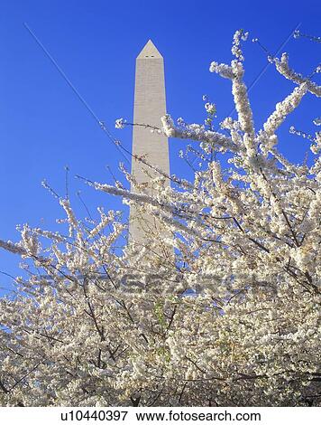 Stock Photo - Washington National Monument with cherry blossoms in springtime, Washington D. C.. Fotosearch