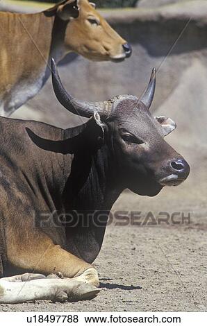 Water Buffalo View Large Photo Image Stock Photo - Water Buffalo. Fotosearch