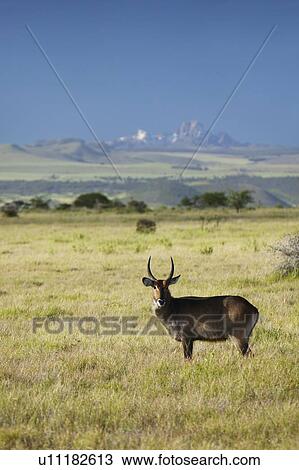 Waterbucks with antlers View Large Photo Image Stock Image - Waterbucks with antlers. Fotosearch