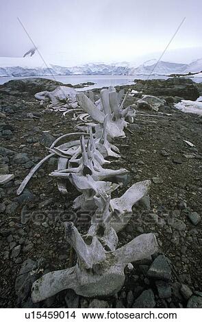 Whale bones, Paradise Harbor, Antarctica View Large Photo Image Picture - Whale bones, Paradise Harbor, Antarctica. Fotosearch