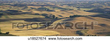 Wheat and Barley, S. E. Washington View Large Photo Image Picture - Wheat and Barley, S. E. Washington. Fotosearch