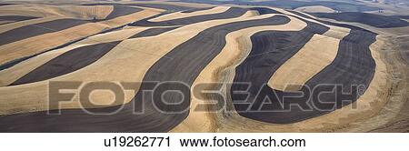Wheat Fields and Contour Farming, S. E. Washington View Large Photo Image Stock Image - Wheat Fields and Contour Farming, S. E. Washington. Fotosearch