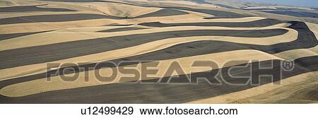 Wheat Fields and Contour Farming View Large Photo Image Stock Photo - Wheat Fields and Contour Farming. Fotosearch