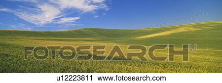 Wheat Fields, S. E. Washington View Large Photo Image Stock Image - Wheat Fields, S. E. Washington. Fotosearch