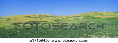 Wheat Fields, S. E. Washington View Large Photo Image Stock Photograph - Wheat Fields, S. E. Washington. Fotosearch