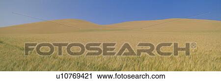 Wheat Fields View Large Photo Image Stock Image - Wheat Fields. Fotosearch