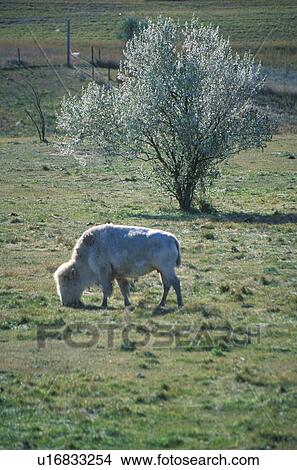 Picture - White Bison. Fotosearch