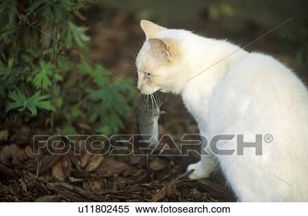 White cat with mouse in mouth View Large Photo Image Stock Photography - White cat with mouse in mouth. Fotosearch