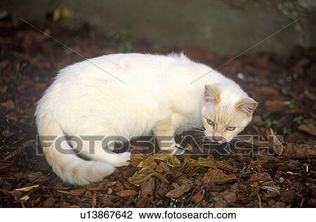 White cat with mouse View Large Photo Image Stock Image - White cat with mouse. Fotosearch