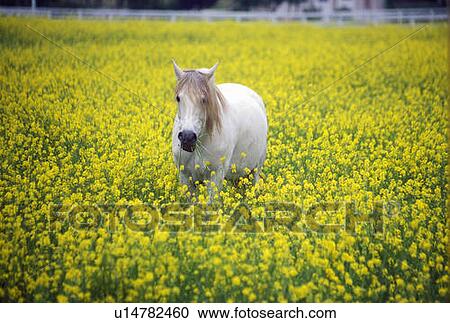 Stock Image - White horse in mustard field. Fotosearch