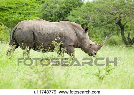 White Rhino walking through brush View Large Photo Image Stock Photo - White Rhino walking through brush. Fotosearch