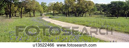 Stock Photograph - Wild Blue Bonnets, Spring in Rural Texas. Fotosearch