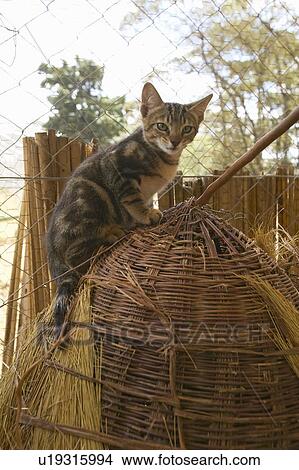 Picture - Wild cat in animal facility of Nairobi. Fotosearch