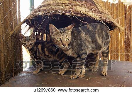 Stock Image - Wild cats in animal facility of Nairobi. Fotosearch