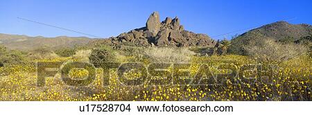 Wild Flowers, North Entrance, Joshua Tree National Park, California View Large Photo Image Picture - Wild Flowers, North Entrance, Joshua Tree National Park, California. Fotosearch