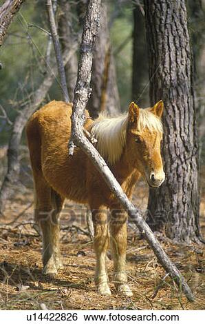 Stock Photograph - Wild pony. Fotosearch