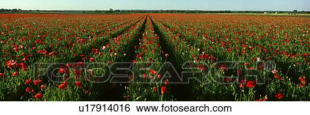 Stock Photograph - Wildflower Farm, Fredericksburg, Texas. Fotosearch