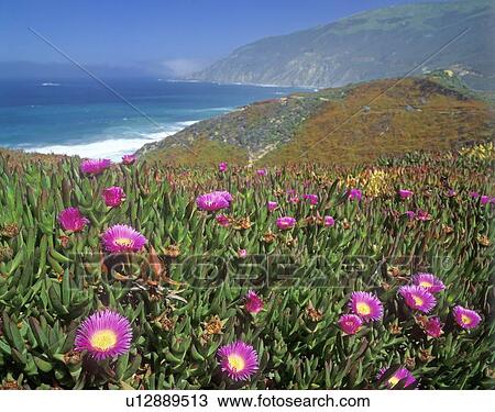 Stock Image - Wildflowers. Fotosearch