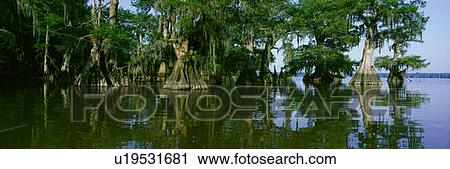 Stock Image - Wildlife Refuge at Lake Fausse Pointe State Park, Louisiana. Fotosearch