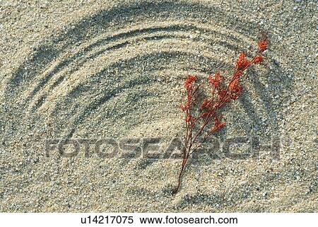 Wind and sand still life, Cape Cod National Seashore, Massachusetts View Large Photo Image Stock Photography - Wind and sand still life, Cape Cod National Seashore, Massachusetts. Fotosearch