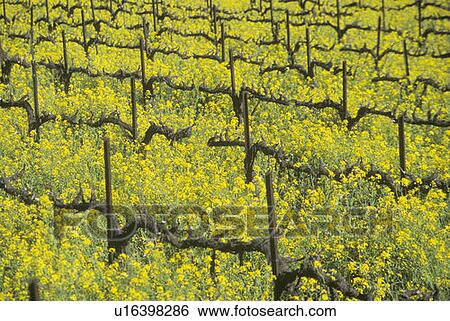 Yellow mustard plants growing among dormant grape vines View Large Photo Image Stock Photograph - Yellow mustard plants growing among dormant grape vines. Fotosearch