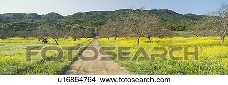 Yellow Mustard, Upper Ojai, California View Large Photo Image Picture - Yellow Mustard, Upper Ojai, California. Fotosearch