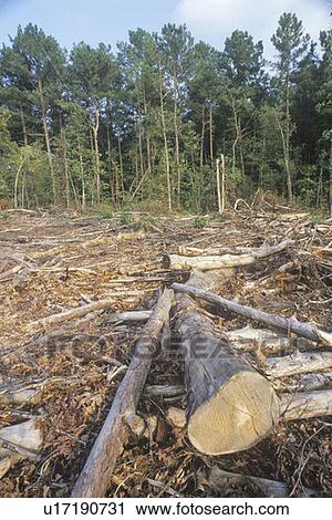 Stock Image - A cleared area of lumber in a Georgian logging region. Fotosearch